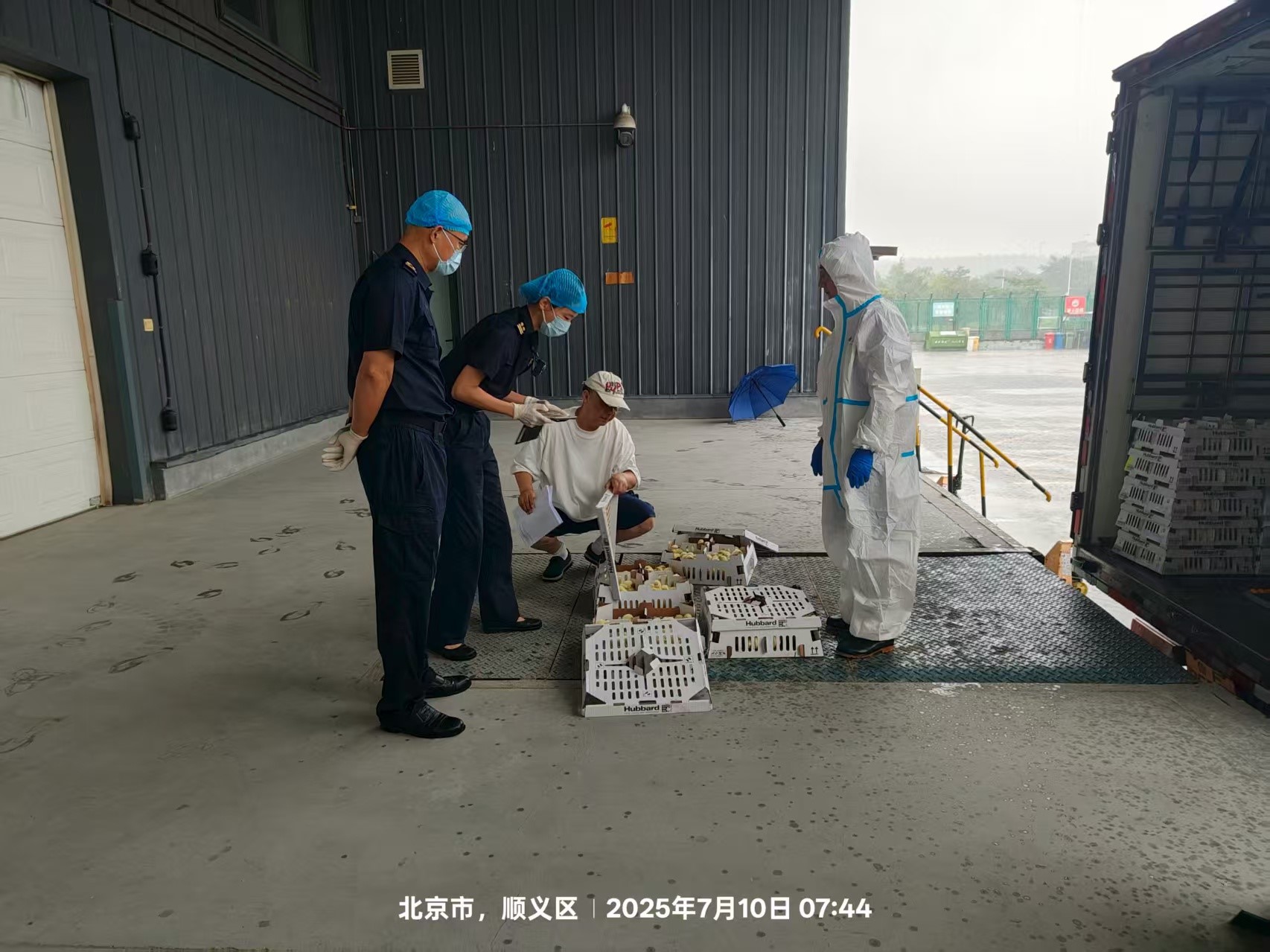 【喜讯】盛夏添新羽！盛夏添新羽！4001百老汇股份第六批法国利丰祖代种鸡顺利入境