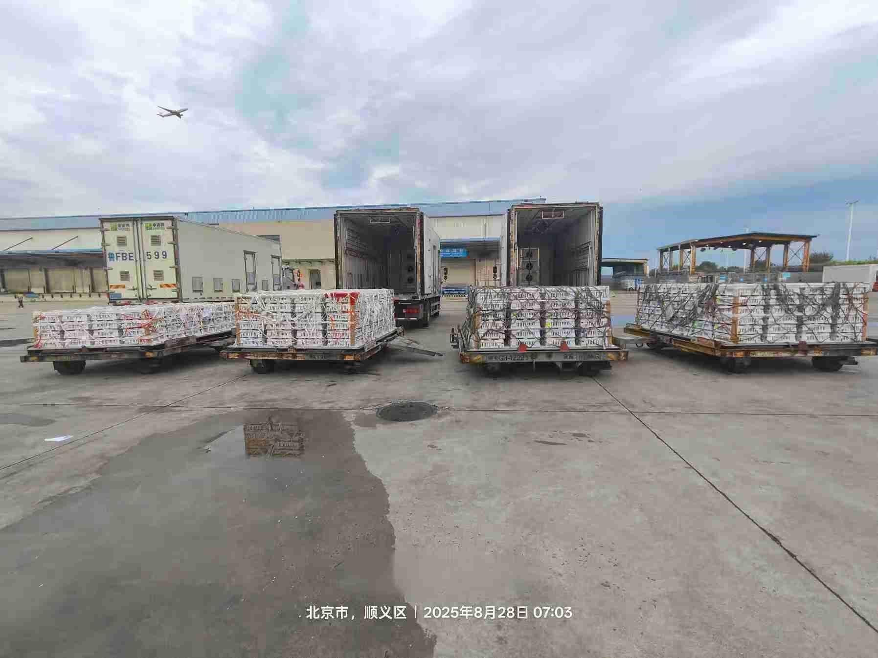 【引种】4001百老汇股份年度引种突破16万套，市占率59%稳居行业龙头